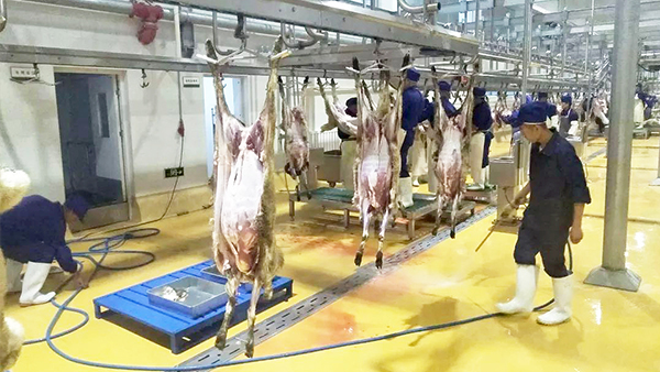 屠宰車間地面 屠宰車間地面